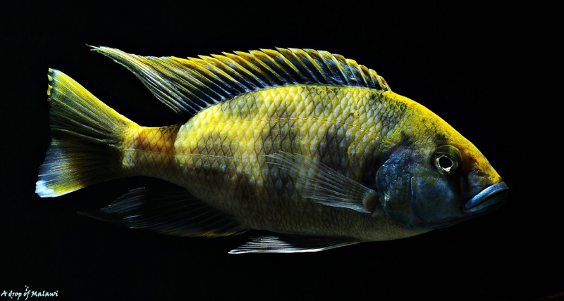 Nimbochromis venustus